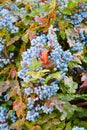 Blue Mahonia berries Latin Mahonia aquifolium or Oregon grapes