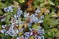 Blue Mahonia berries Latin Mahonia aquifolium or Oregon grapes