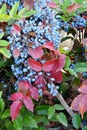 Blue Mahonia berries Latin Mahonia aquifolium or Oregon grapes