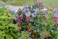 Blue Mahonia berries Latin Mahonia aquifolium or Oregon grapes