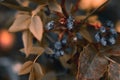 Blue mahonia berries and leaves.