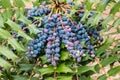 Blue mahonia berries and leaves