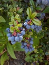 Blue Mahonia Japonica Berries in the Garden