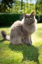 Maine coon cat in sunny garden Royalty Free Stock Photo