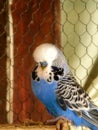 Blue male adult show budgie Royalty Free Stock Photo
