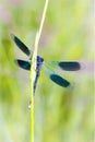 Banded demoiselle - Calopteryx splendens - dragonfly Royalty Free Stock Photo