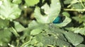 a blue male damselfly on a leaf