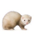 Blue male Ferret kit