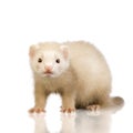 Blue male Ferret kit