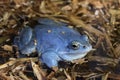 blue male of moor frog & x28;Rana arvalis& x29; in natural habitat