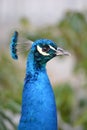 Blue male peacock bird - close-up, head Royalty Free Stock Photo