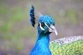 Blue male peacock bird - close-up, head Royalty Free Stock Photo