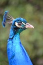 Blue male peacock bird - close-up, head Royalty Free Stock Photo