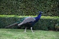 Blue male peacock bird walking on the green grass in a park Royalty Free Stock Photo