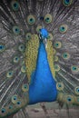 Blue Male Peacock with Showy Colorful Plummage