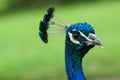 A blue male peacock & x28;Indian Pefowl, Pavo Cristatus Royalty Free Stock Photo