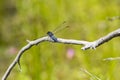 Blue Male Slaty Skimmer Dragonfly