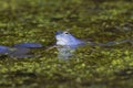 Blue males of the  moor frog Rana arvalis Royalty Free Stock Photo