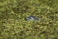 Blue males of the  moor frog Rana arvalis Royalty Free Stock Photo