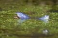 Blue males of the  moor frog Rana arvalis Royalty Free Stock Photo