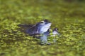 Blue males of the  moor frog Rana arvalis Royalty Free Stock Photo