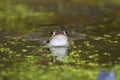 Blue males of the  moor frog Rana arvalis Royalty Free Stock Photo