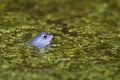 Blue males of the  moor frog Rana arvalis Royalty Free Stock Photo