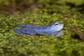 Blue males of the  moor frog Rana arvalis Royalty Free Stock Photo