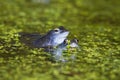 Blue males of the  moor frog Rana arvalis Royalty Free Stock Photo