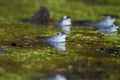 Blue males of the  moor frog Rana arvalis Royalty Free Stock Photo