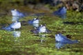 Blue males of the  moor frog Rana arvalis Royalty Free Stock Photo