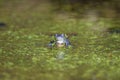 Blue males of the  moor frog Rana arvalis Royalty Free Stock Photo