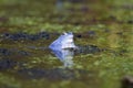 Blue males of the  moor frog Rana arvalis Royalty Free Stock Photo