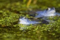 Blue males of the  moor frog Rana arvalis Royalty Free Stock Photo