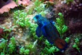 Aquarium Fish: Blue Mandarin