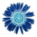 Blue Marguerite