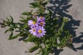 Blue Marguerite (Felicia amelloides) 12279