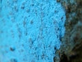 Blue mark on bark of tree in forest