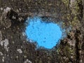 Blue mark on bark of tree in forest Royalty Free Stock Photo