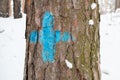 A blue mark on the trunk of a pine tree for orientation so as not to get lost on the road Royalty Free Stock Photo