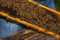 Blue marked bee queen among bees