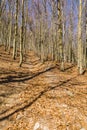 A blue marked walking trail led between beech trees.