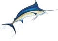 Blue marlin Royalty Free Stock Photo