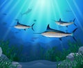 Blue Marlin Fish Swimming Under Water Royalty Free Stock Photo