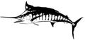 Blue marlin fish - vector