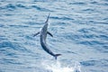 Blue Marlin jumping Royalty Free Stock Photo