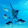 Blue Marlin and Yellowfin Tuna Royalty Free Stock Photo