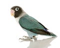 Blue Masked Lovebird - Agapornis personata