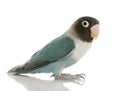 Blue Masked Lovebird - Agapornis personata Royalty Free Stock Photo