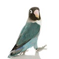 Blue Masked Lovebird - Agapornis personata Royalty Free Stock Photo